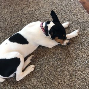 Meet your Posher, Belle